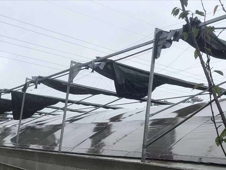 vegetable greenhouse vegetable greenhouse