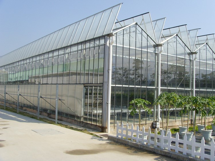 how to water vegetables watering precautions