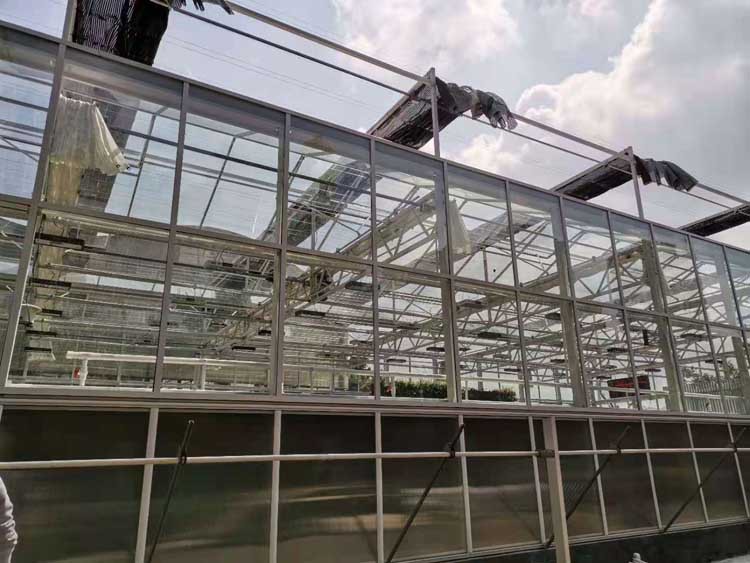 How to Realize Greenhouse Pepper Regeneration After Autumn How to Realize Greenhouse Pepper Regeneration After Autumn