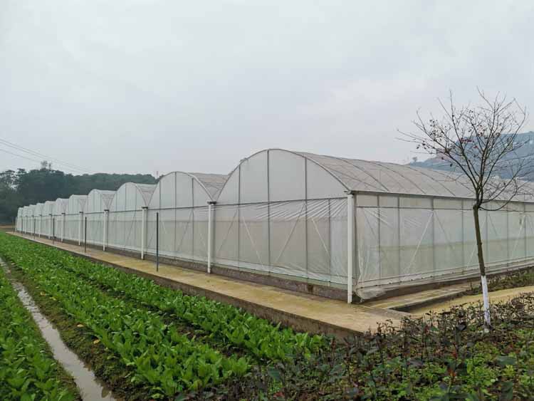 Greenhouse uses sticky insect board to improve vegetable quality