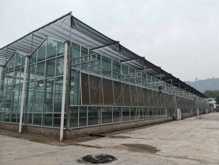 Cultivation and Management Techniques of Chives in Greenhouses