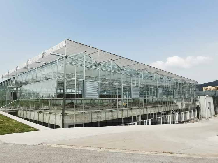 Common Greenhouse Vegetable Nutrient Deficiencies and Their Remedies