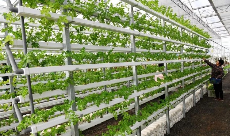 Glass greenhouse essential equipment for modern agricultural production Glass greenhouse essential equipment for modern agricultural production