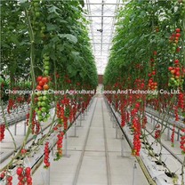 Serra di pomodoro e cetriolo